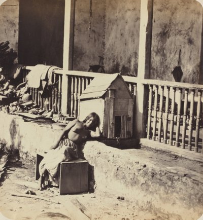 Garvel Martinique-hund, 1870-talet. av Paul Emile Miot