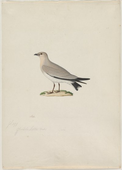 Liten Pratincole Glareola lactea, 1800-tal. av Paul Huet