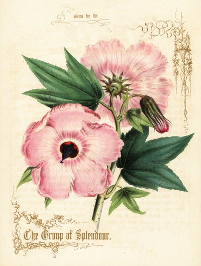Rosa hibiskusblommor och lövverk. av Paul Jerrard