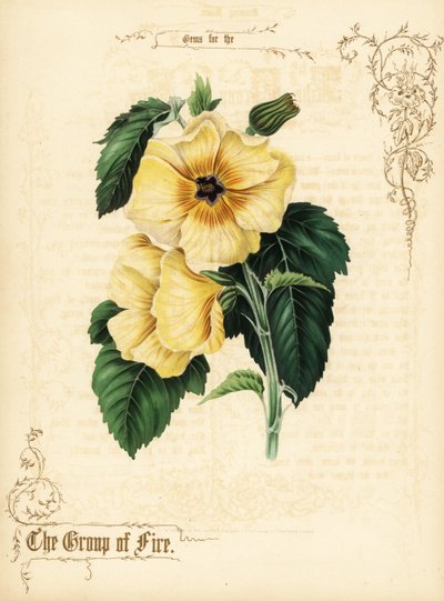 Gula hibiskusblommor och bladverk. av Paul Jerrard