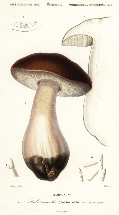 Cep, penny bun, porcino eller porcini svamp, Boletus edulis. ,1849 (gravyr) av Paul Louis Oudart