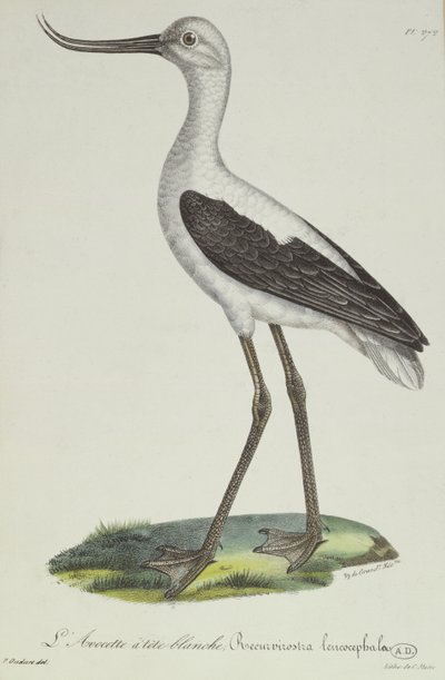 White-Headed Avocet, tidigt 1800-tal (färggravyr) av Paul Louis Oudart