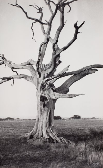 Dött träd, Romney Marsh av Paul Nash