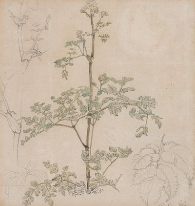 Studie av hundkäx av Paul Sandby