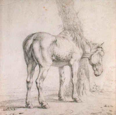 En gammal häst (svart krita på papper) av Paulus (attr.to) Potter