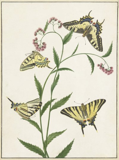 Fyra fjärilar på blommor av Paulus Knogh