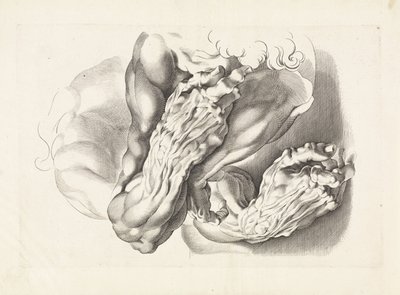 Anatomiska studier av vapen Ritboken av Peter Paul Rubens (serietitel) av Paulus Pontius