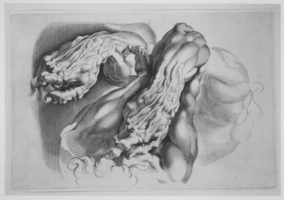 Tre studier av Écorchés, efter 1640., efter 1640. av Paulus Pontius