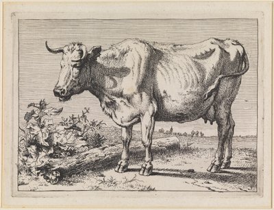 Ko med vridet horn av Paulus Potter