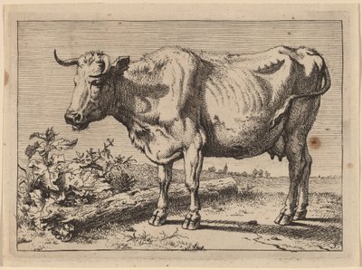 Stående ko (ko med ett skrynkligt horn) av Paulus Potter