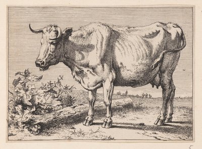 Kon med skrynkligt horn, från Olika oxar och kor av Paulus Potter