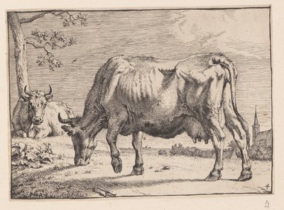 Den betande kon, från Various Oxen and Cows av Paulus Potter