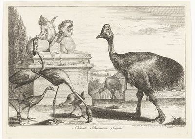 Kasuar, lila sothöns och flamingos 1. Bleuets 2 Becharoux 3. Casuels (titel på objekt) Fåglar från menageriet i Versailles (serietitel) av Peeter Boel (attributed to)