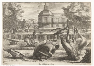 pelikaner des Pelicans de Mere (titel på objekt) Fåglar från menageriet i Versailles (serietitel) av Peeter Boel (attributed to)