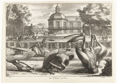 Pelikaner des Pelicans de Mere (titel på objekt) Fåglar från menageriet i Versailles (serietitel) av Peeter Boel (attributed to)