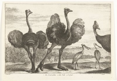 Strutsar, Kasuar och Skednäbb 1. Autrucherna. 2. des Pals. c. tillfällig Fåglar från menageriet i Versailles (serietitel) av Peeter Boel (attributed to)
