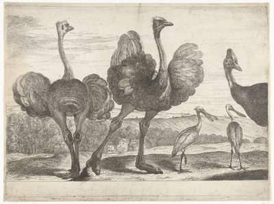 Strutsar, Kasuar och Skednäbb Fåglar från menageriet i Versailles (serietitel) av Peeter Boel (attributed to)