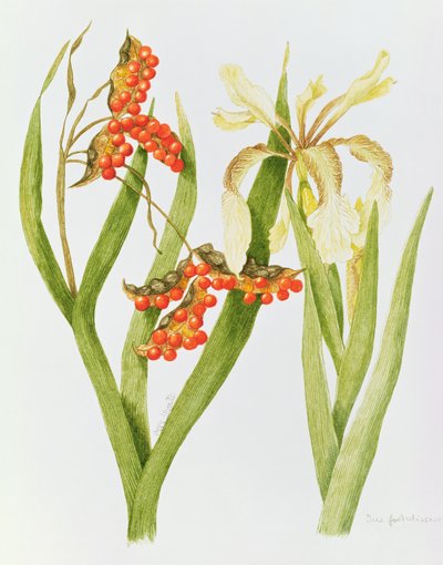 Iris Foetidissima (akvarell) av Peggy Wyatt