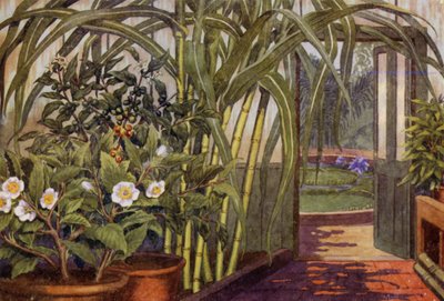 Sockerrör, teväxt och kaffeväxt (färg litho) av Percy James Billinghurst