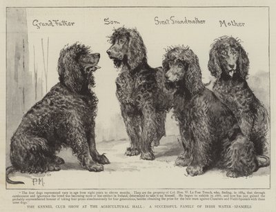 Kennelklubbens utställning i Agricultural Hall, en framgångsrik familj med irländska vattenspaniels av Percy Macquoid