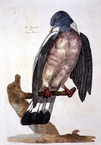 The Queest eller Ring Dove, plåt från 