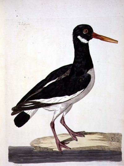 The Sea Pie eller Oystercatcher (Haematopus ostralegus) tallrik från 