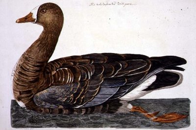The White-Fronted Goose (Anser albifrons) tallrik från 
