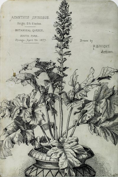 Acanthus Spinosus, Presentationsteckningar av Peter Bonnett Wight