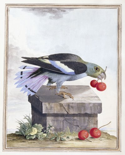 Plåt VIII av Peter Brown