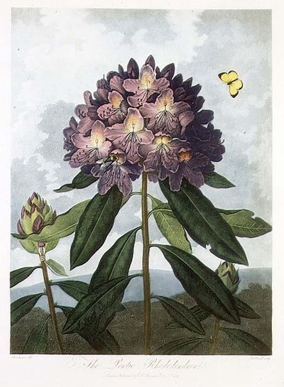 The Pontic Rhododendron, graverad av Caldwell, från "The Temple of Flora" av Robert Thornton, pub. 1802 (lito i färg) av Peter Charles (after) Henderson
