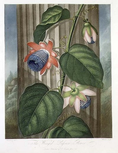 The Winged Passion Flower, graverad av Warner, från "The Temple of Flora" av Robert Thornton, pub. 1802 (lito i färg) av Peter Charles (after) Henderson