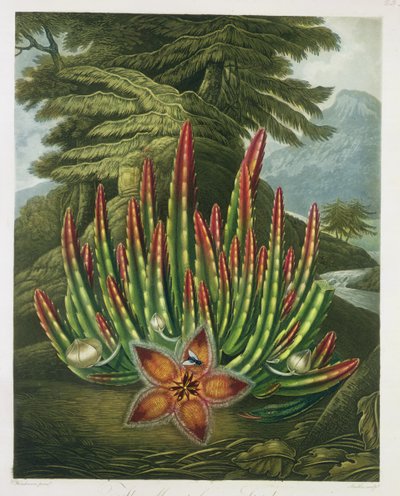 Den maskbärande Stapelia, graverad av Stadler, från "The Temple of Flora" av Robert Thornton, pub. 1801 av Peter Charles Henderson