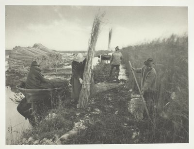 Under skörden av vass av Peter Henry Emerson