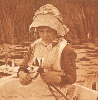 Blumen des Sees av Peter Henry Emerson