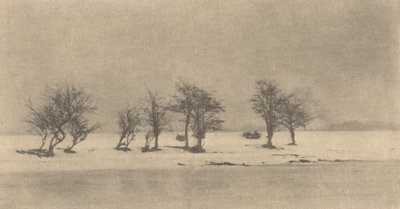 Knotiga taggträd, ca. 1890, tryckt ca. 1895. av Peter Henry Emerson