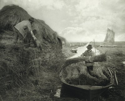 Ricking the Reed, ca 1885 (platinatryck) av Peter Henry Emerson