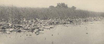 Näckrosor av Peter Henry Emerson and T.F. Goodall