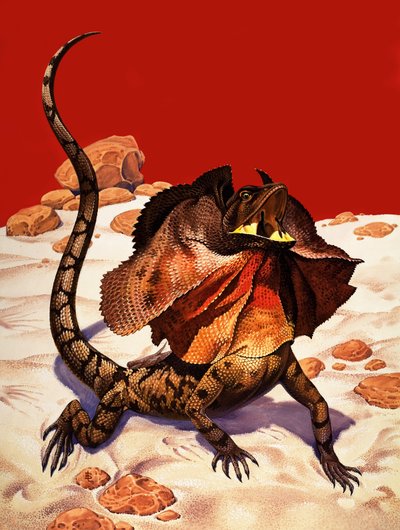 Frilled Lizard (gouache på papper) av Peter Jackson