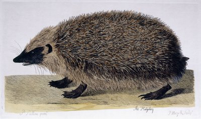 Igelkotten, 1761-1766 av Peter Paillou