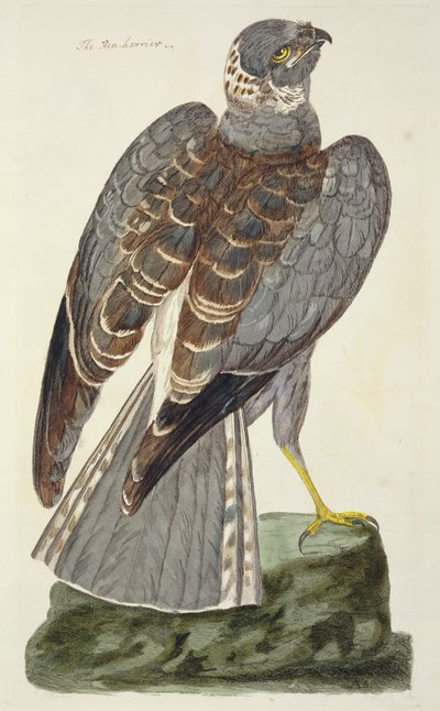 Hönshök (Circus cyaneus) från "The British Zoology, Class II: Birds", graverad av Peter Mazell (fl.1761-97) 1766 av Peter Paillou