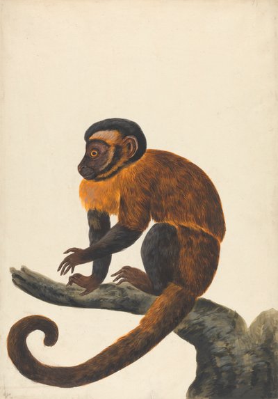 En kapuciner av Peter Paillou the younger