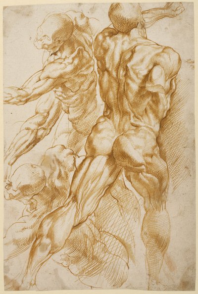 Anatomiska studier av Peter Paul Rubens