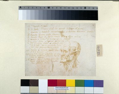 Ecorché-huvud, med kännetecknen av kejsaren Galba (penna & brunt bläck på vitt papper) av Peter Paul Rubens