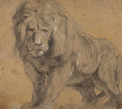 Lejon, ca 1612-13 (svart krita på papper) av Peter Paul Rubens