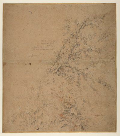 Studie av svarttorn med torn och andra växter, 1620 ca av Peter Paul Rubens