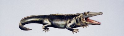 Cyclotosaurus sp, Mastodonsauridae, sen trias, Konstverk av Peter Ross
(foto) av Peter Ross