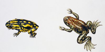 Triadobatrachus massinoti och Palaeobatrachus sp, Konstverk av Peter Ross
(foto) av Peter Ross