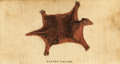Filippinsk flygande lemur, Cynocephalus volans., 1800 (gravyr) av Peter Simon Pallas