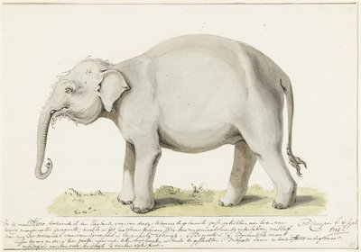 Stående elefant, till vänster av Petrus Camper