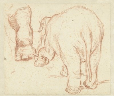Stående elefant, bakifrån och ett ben av Petrus Camper